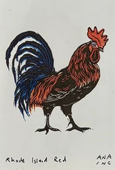 Rhode Island Red