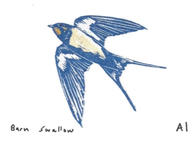 Barn Swallow