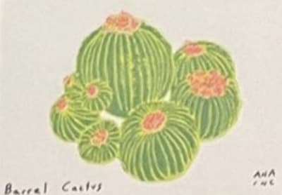 Barrel Cactus