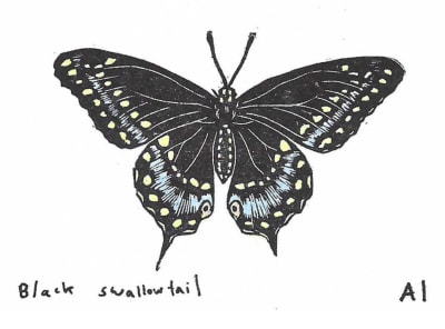 Black Swallowtail