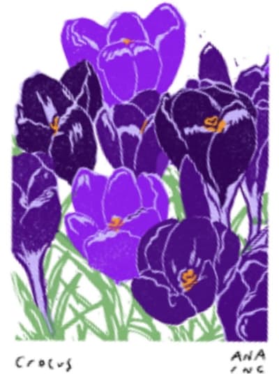Crocus