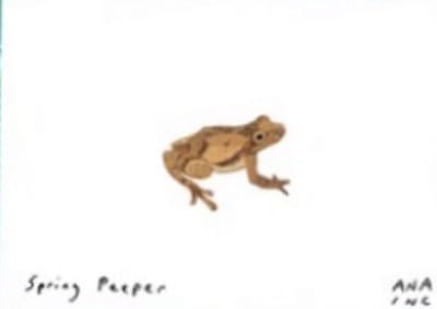 Spring Peeper