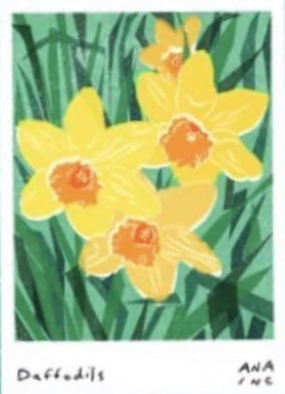 Daffodils