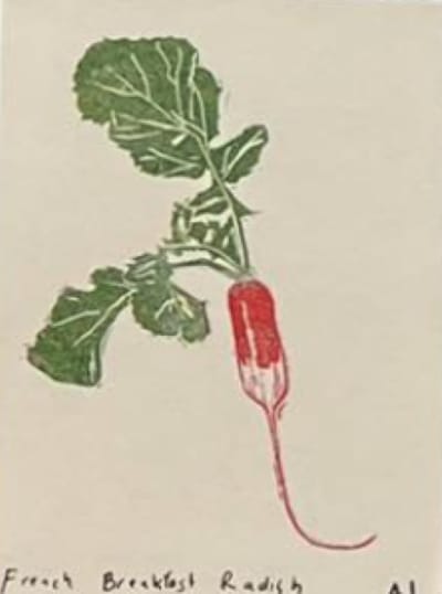 French Breakfast Radish