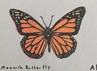 Monarch Butterfly