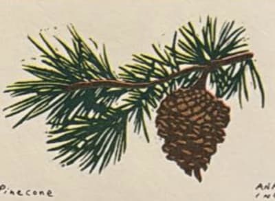 Pinecone