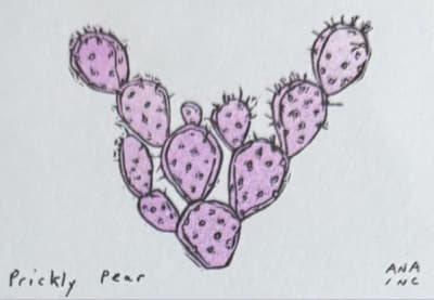 Prickly Pear