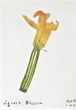 Squash Blossom
