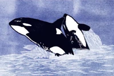 Southern Resident Orcas