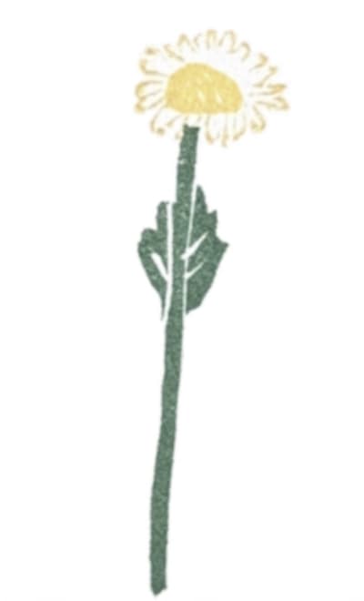 Flower #10 - Oxeye