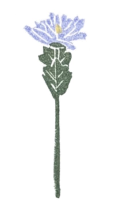 Flower #13 - Cornflower