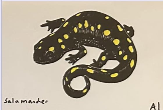 Salamander, an Ana Inciardi mini print