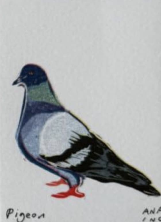 Pigeon, an Ana Inciardi mini print