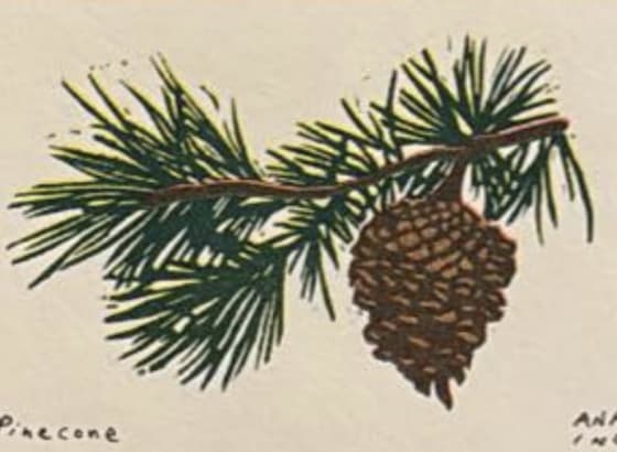 Pinecone, an Ana Inciardi mini print