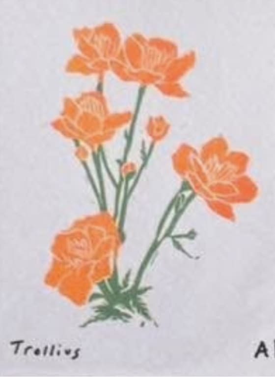 Trollius, an Ana Inciardi mini print