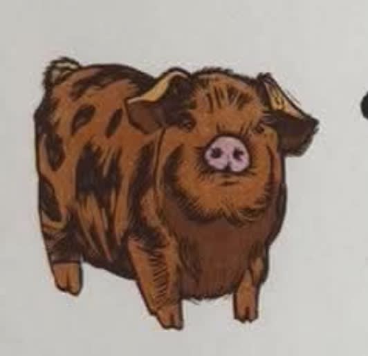 Kune Kune Pig, an Ana Inciardi mini print