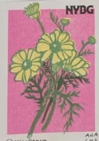 Chrysanthemum, an Ana Inciardi mini print