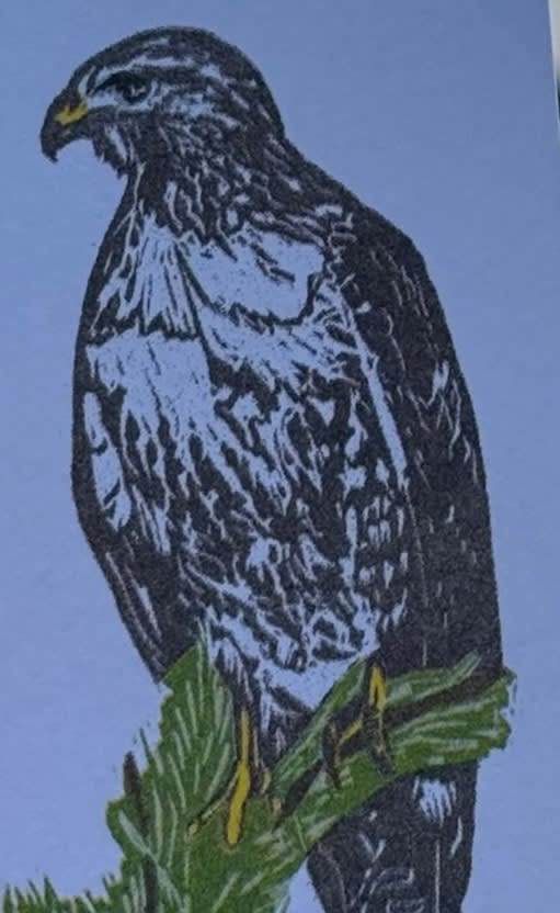 Smith's Hawk, an Ana Inciardi mini print