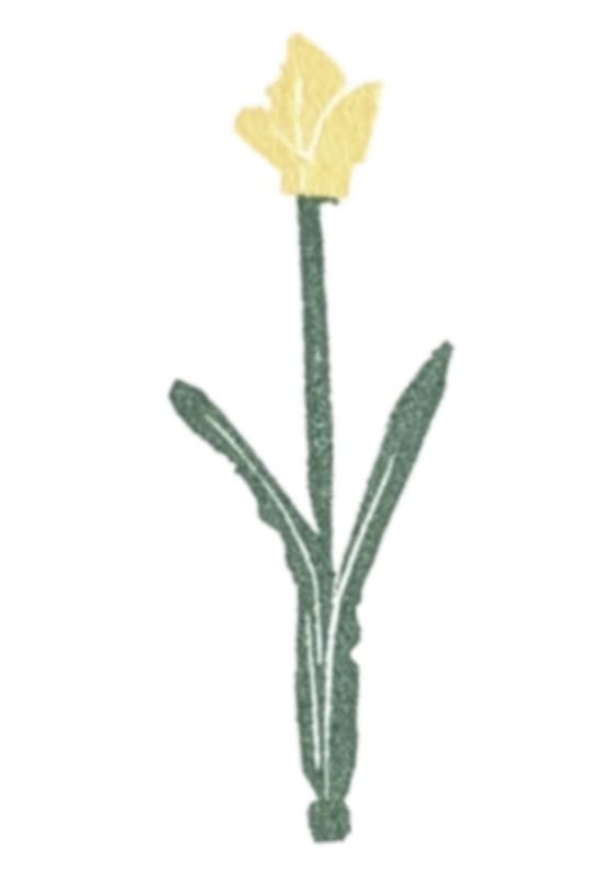 Flower #11 - Yellow Tulip, a Bright Side Prints mini print