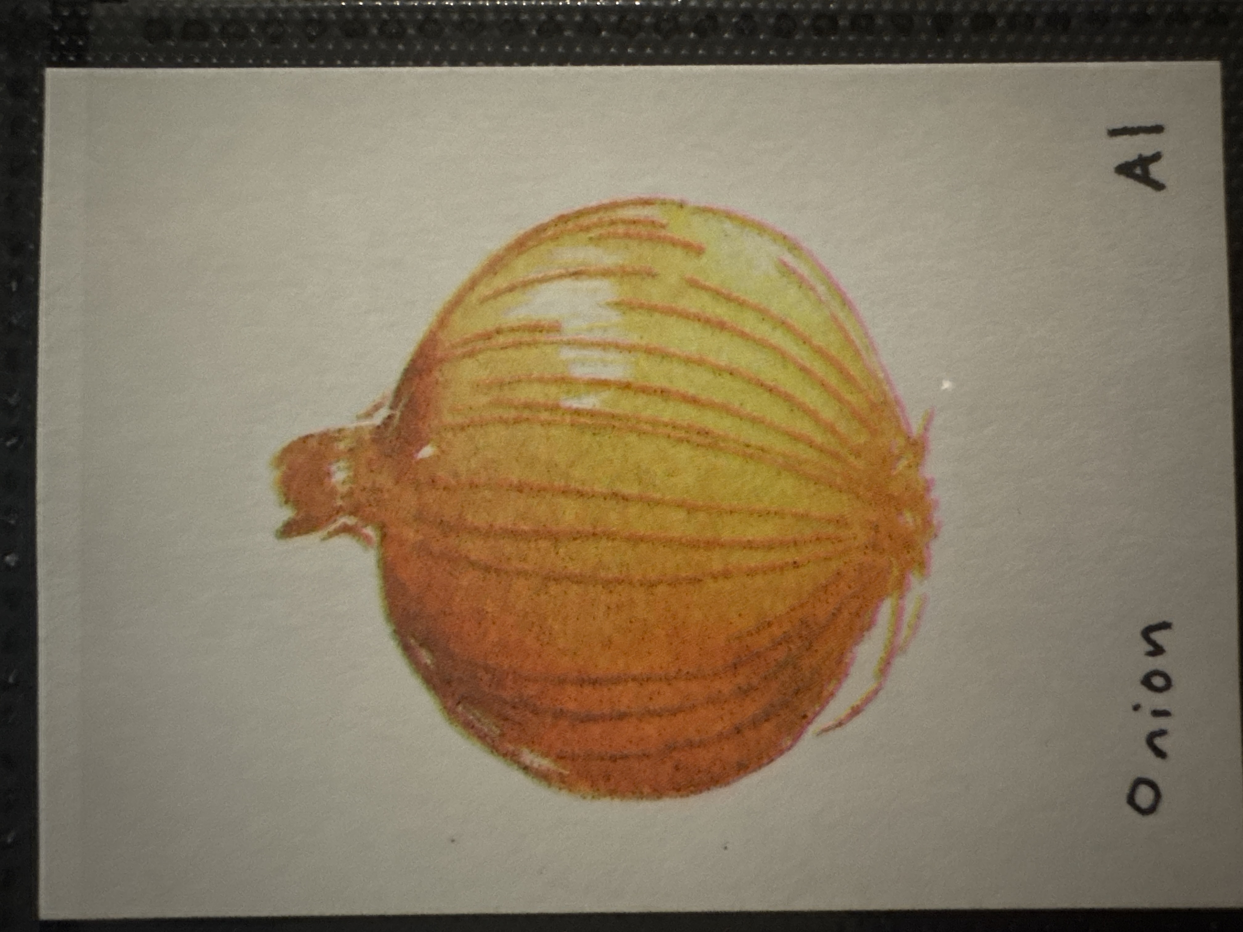 Onion
