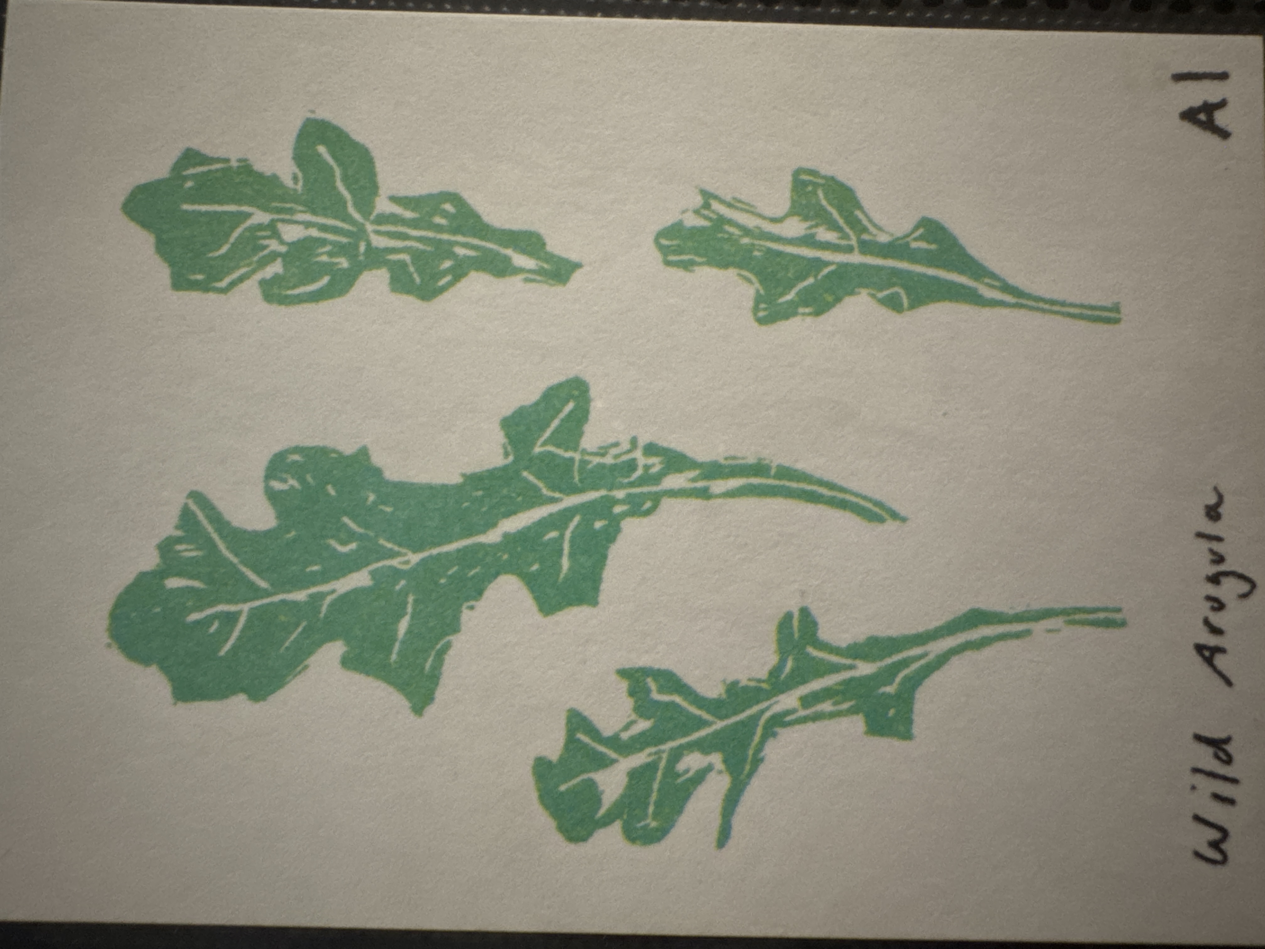 Wild Arugula