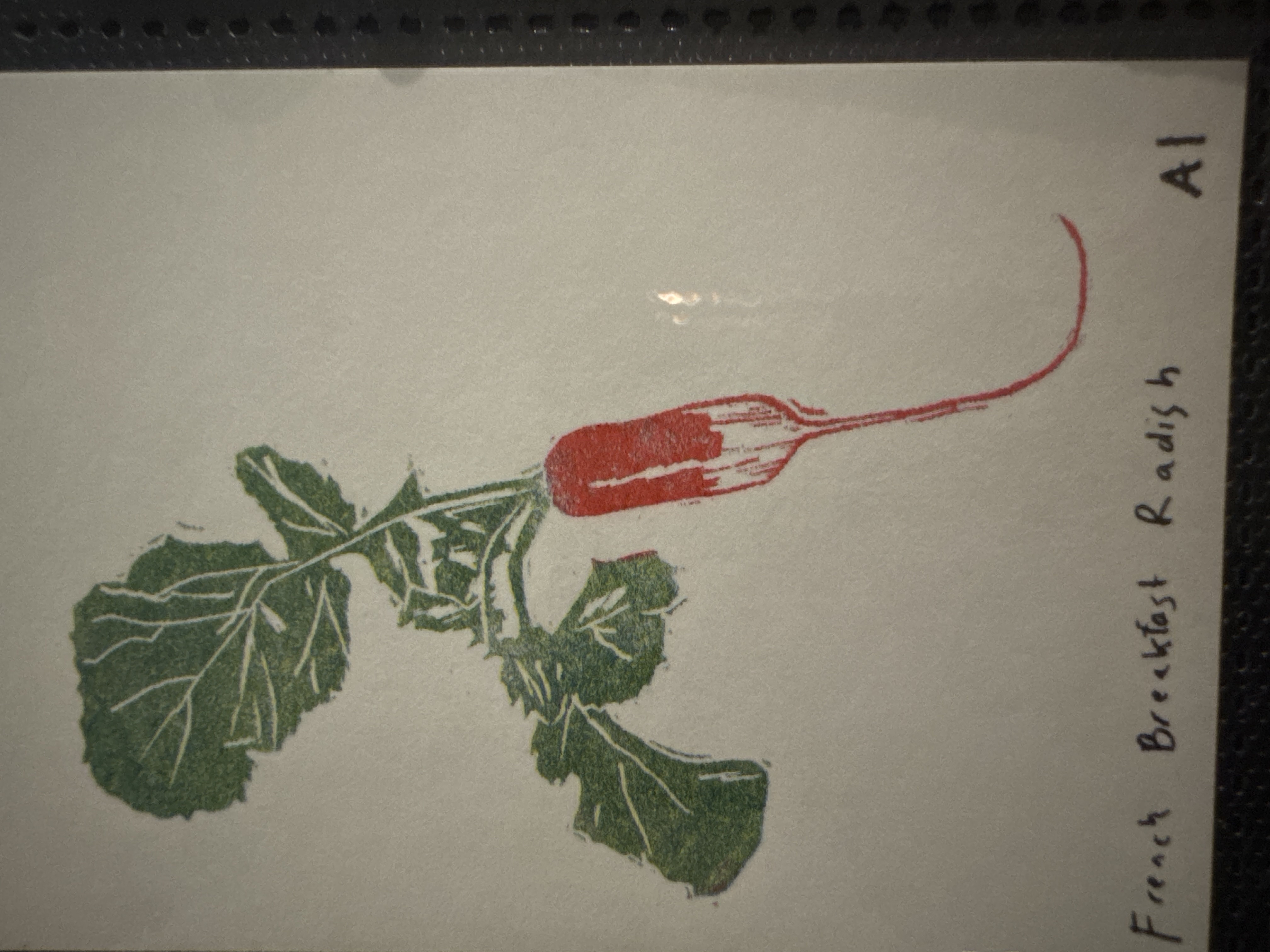 French Breakfast Radish