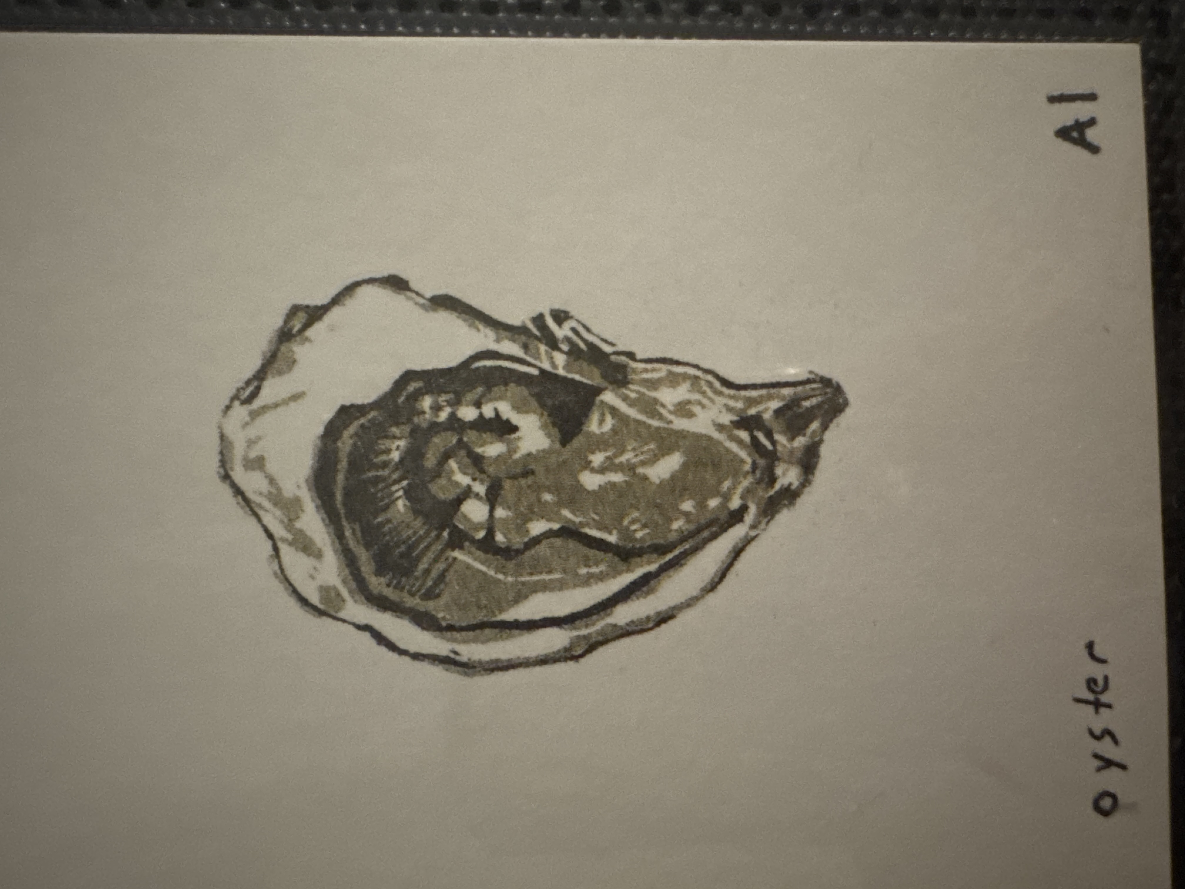 Oyster