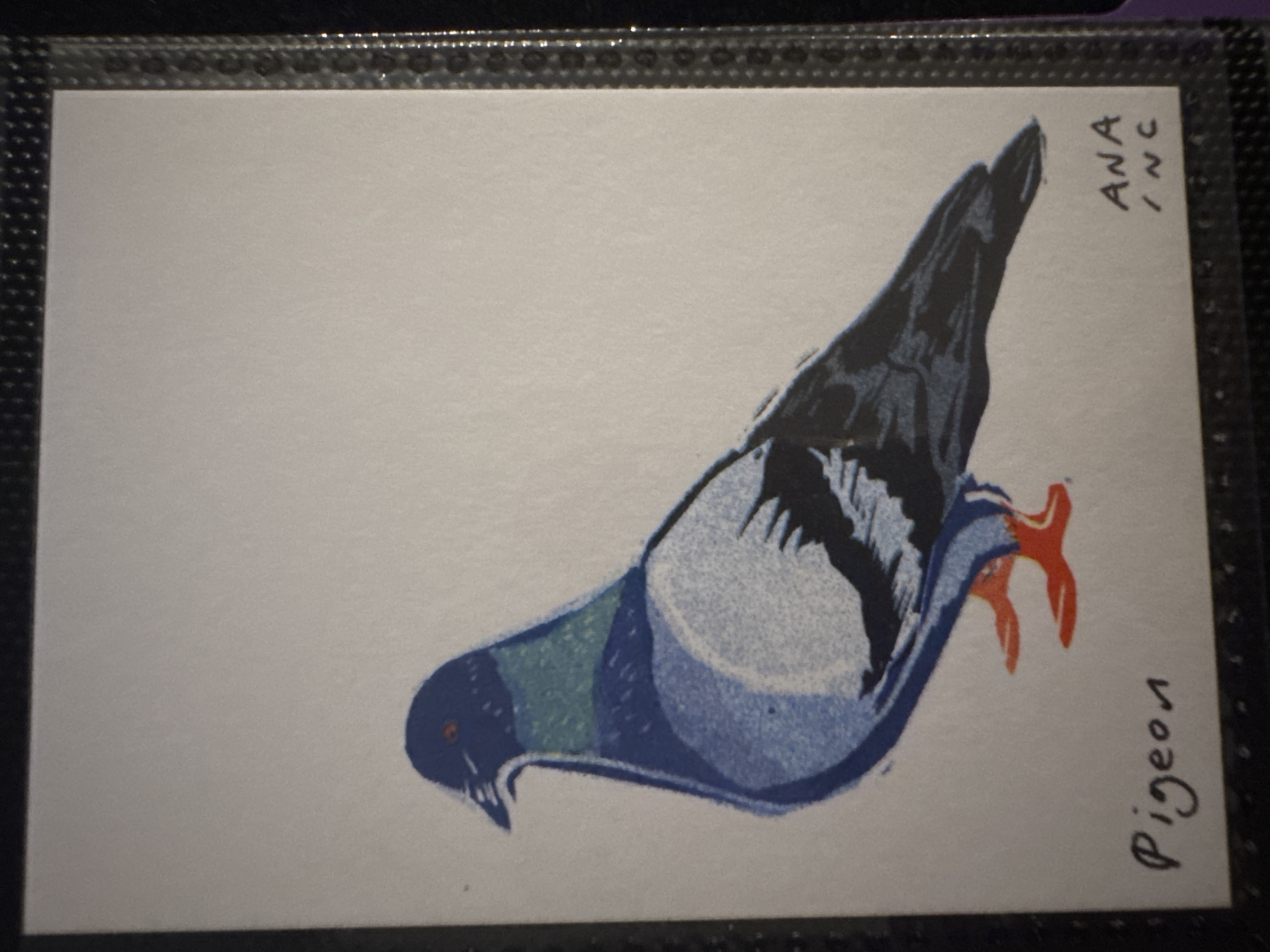 Pigeon
