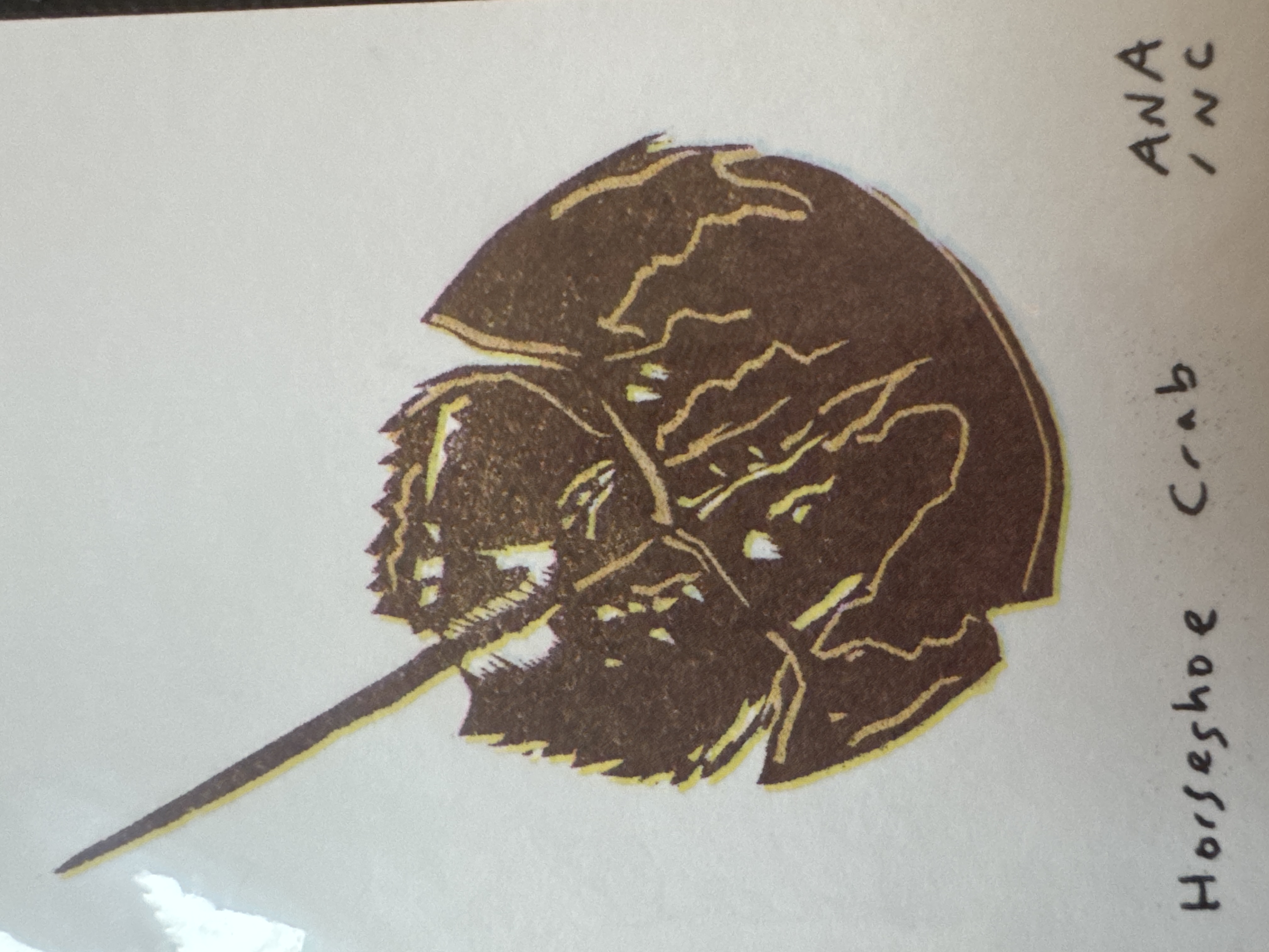 Horseshoe Crab