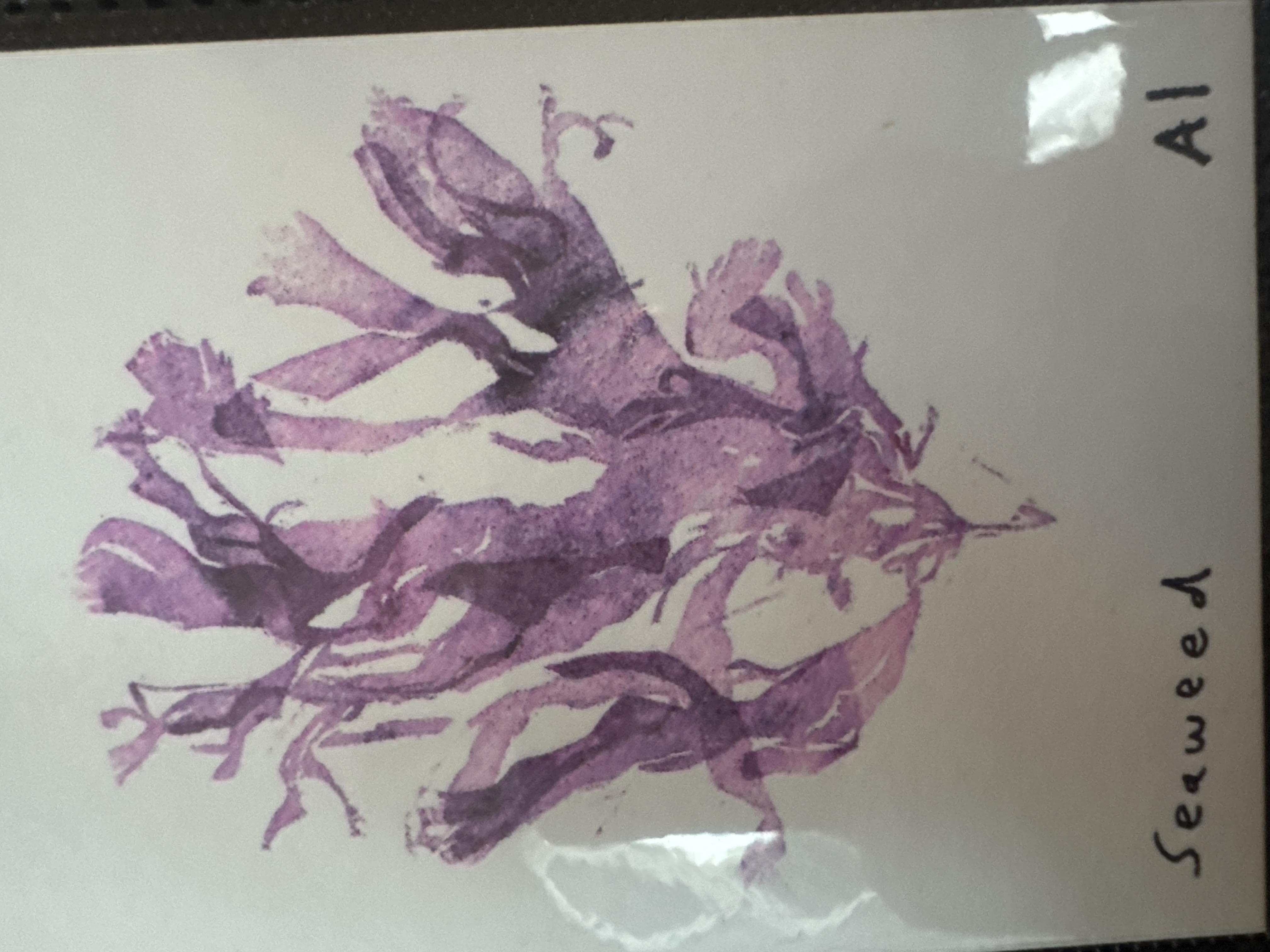 Seaweed
