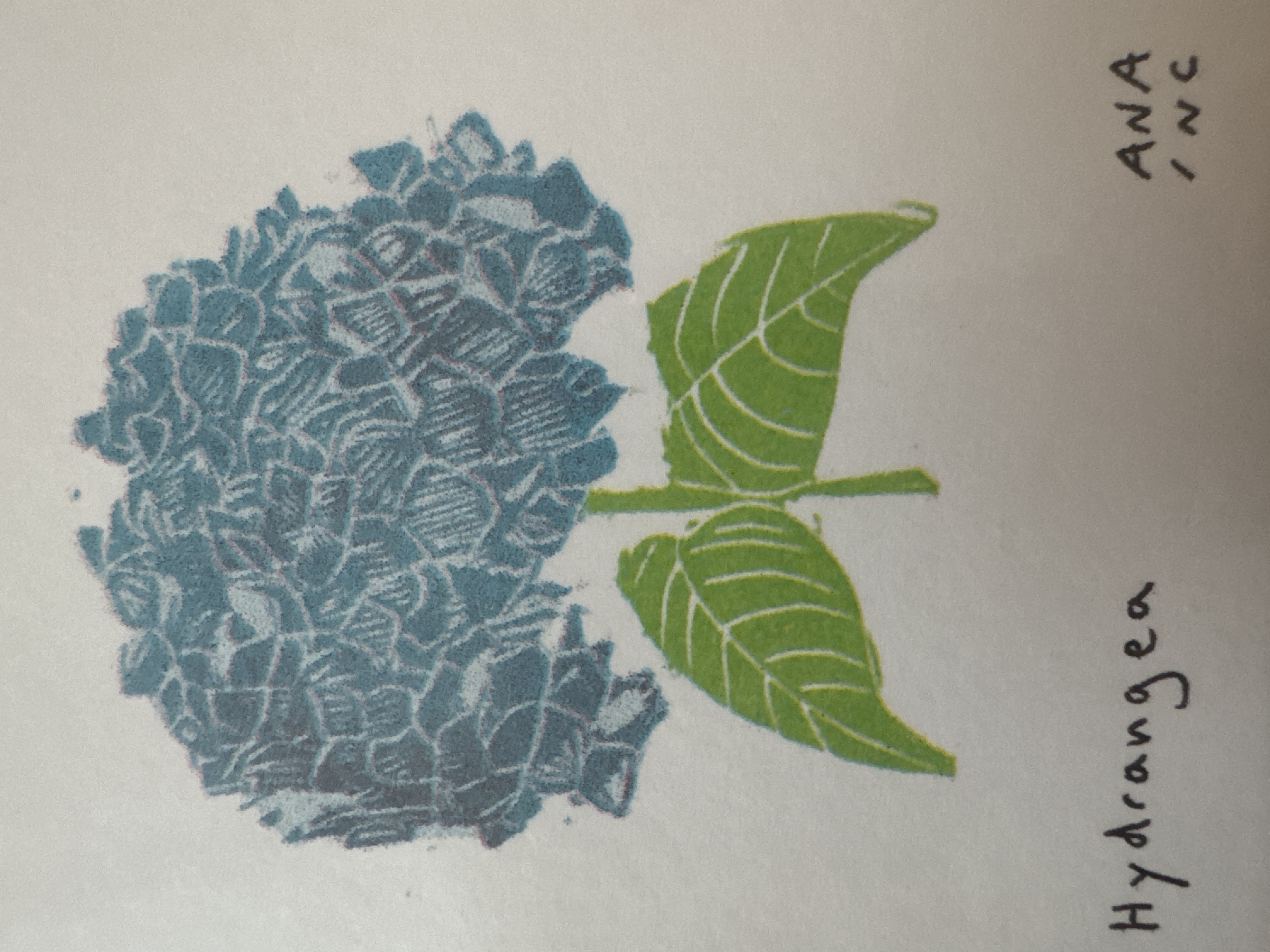 Hydrangea