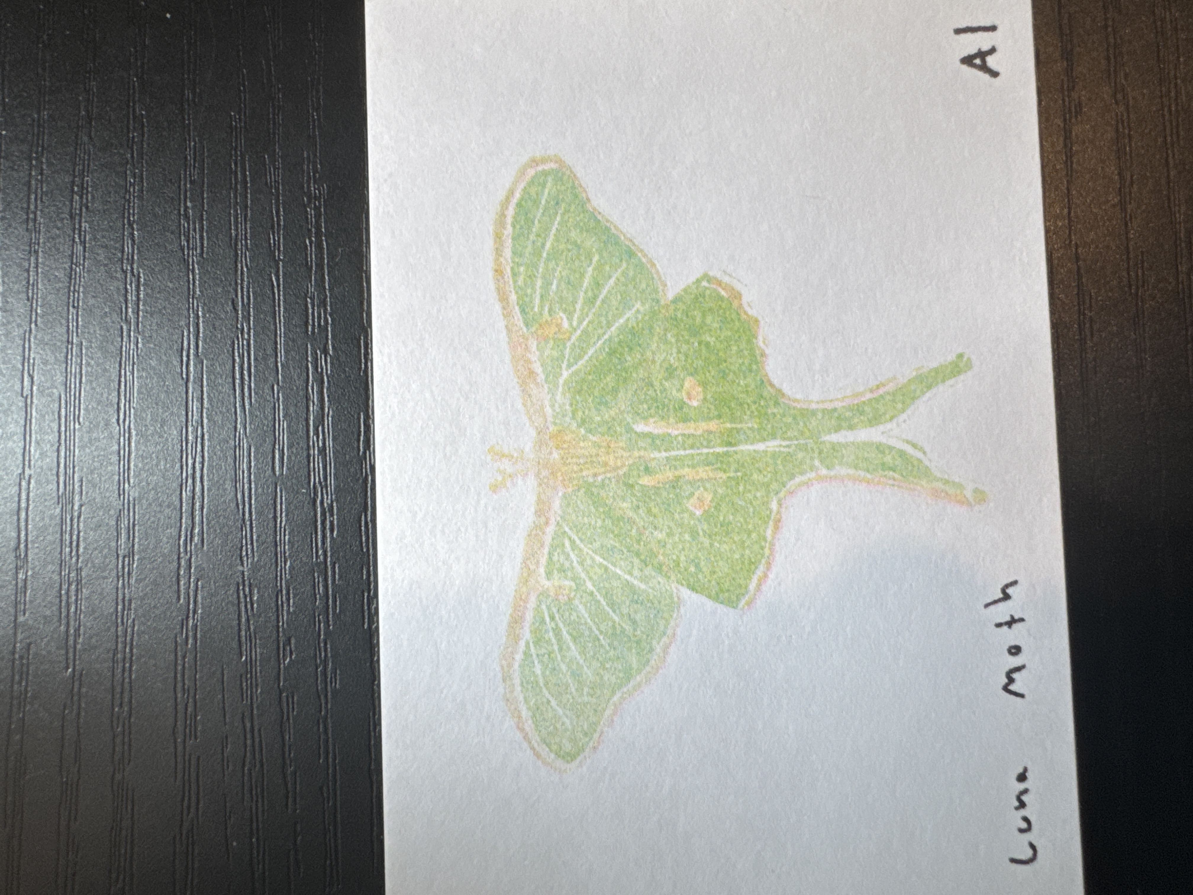 Luna Moth