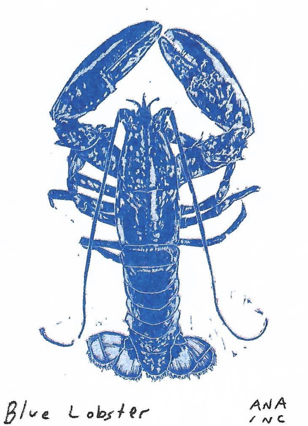 Blue Lobster