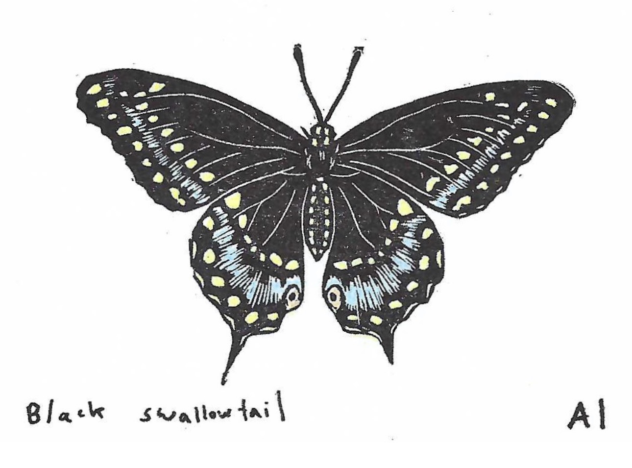Black Swallowtail