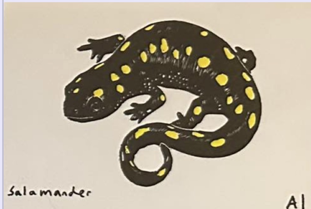 Salamander
