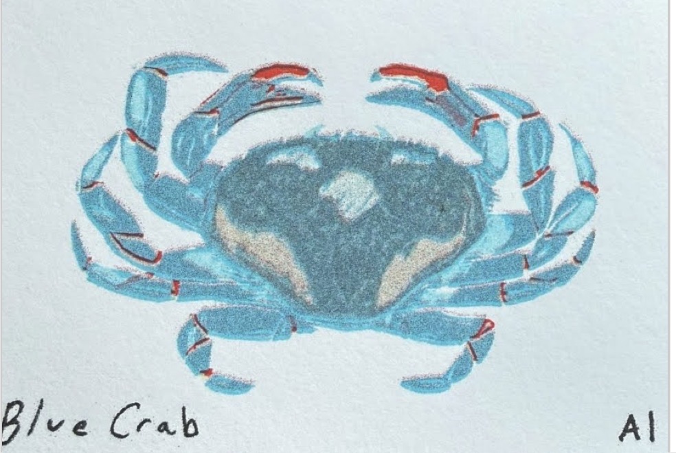 Blue Crab