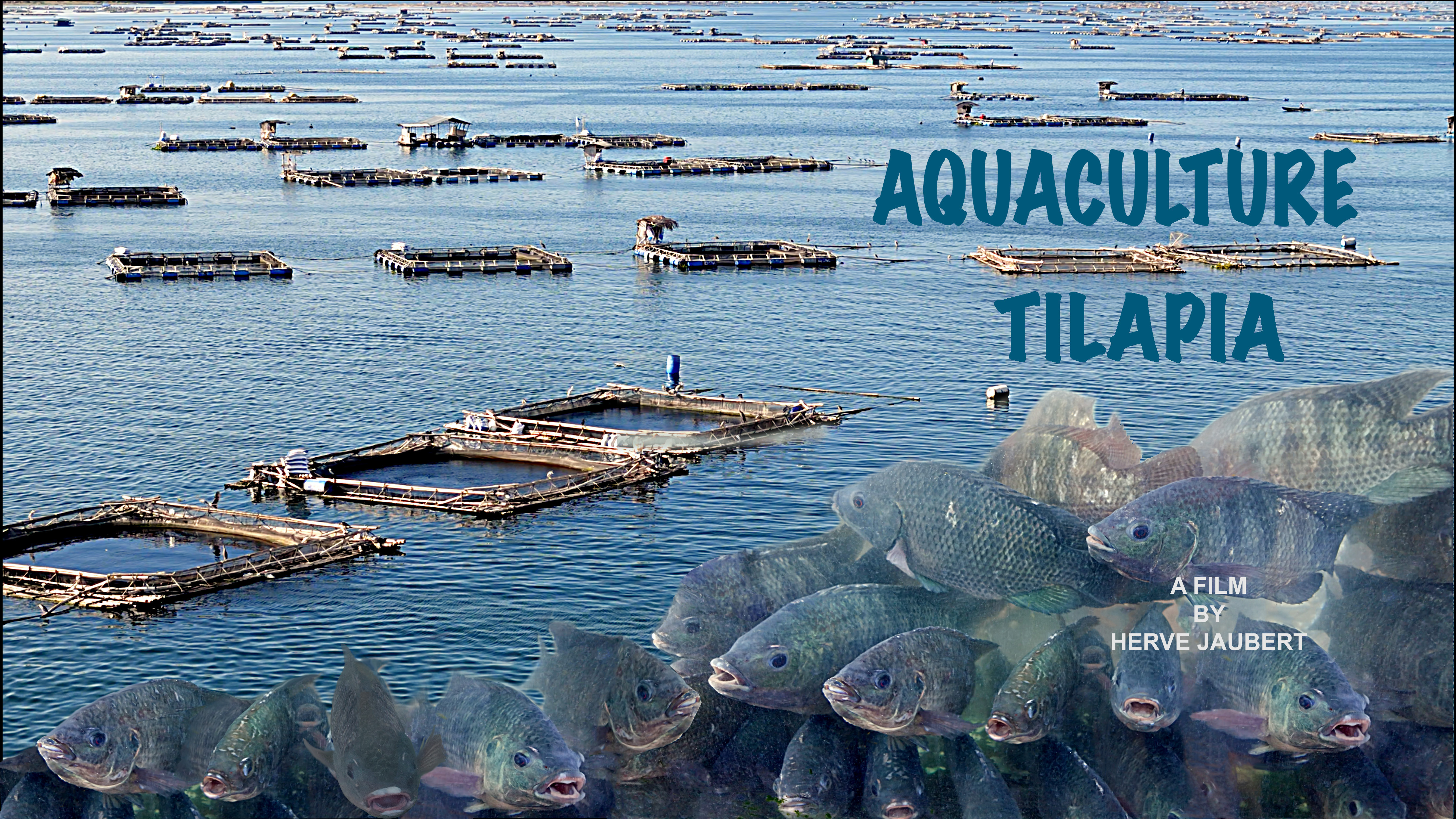 Tilapia aquaculture