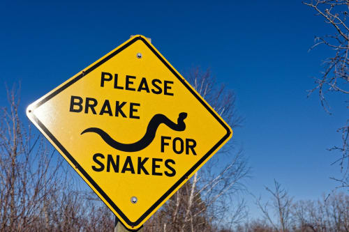 Copperheads Are America's Most Searched Snake as Experts Warn Property Owners About Digging Risks