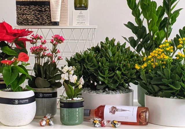 PLANT HAMPERS