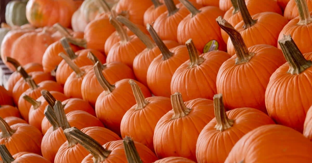 Rows of pumpkins lined up at Ananda Farm's fall festival