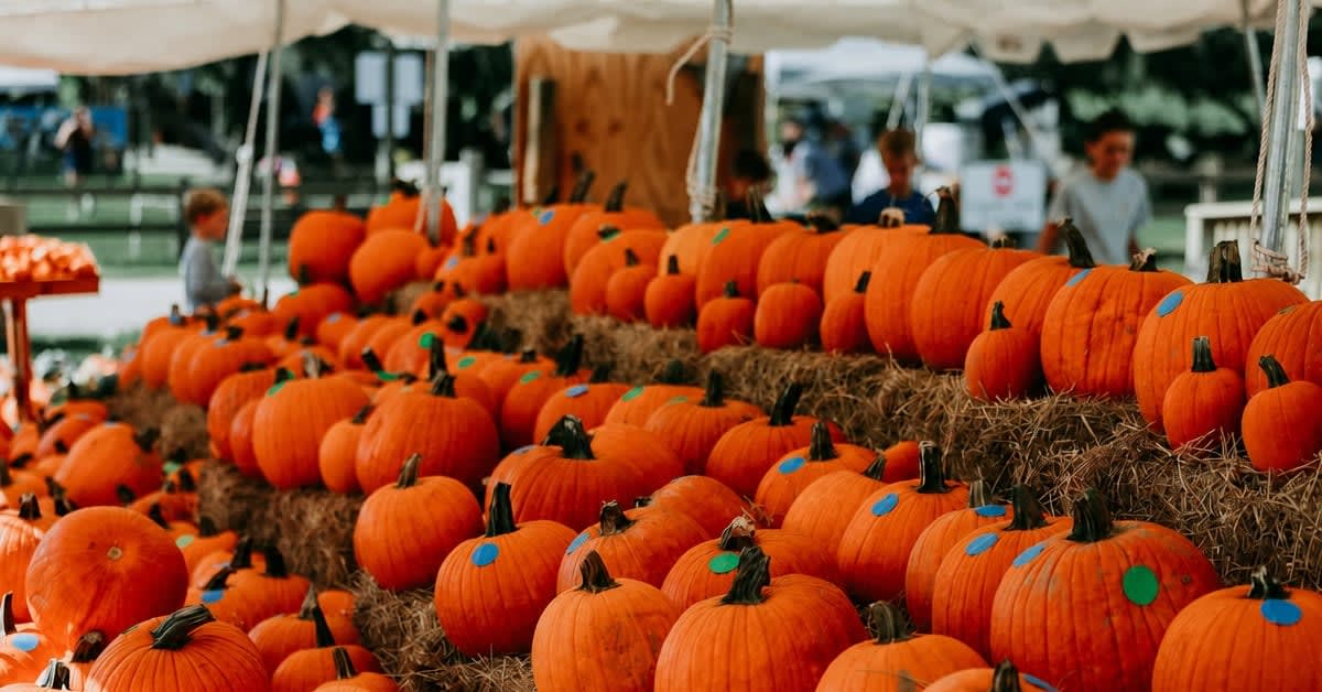 Tiers of pumpkins stacked on hay bales under the tent at Dakin Dairy Farms' harvest festival