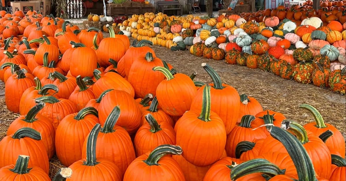 Rows of orange pumpkins and piles of specialty gourds under the pavilion at Fruitville Grove