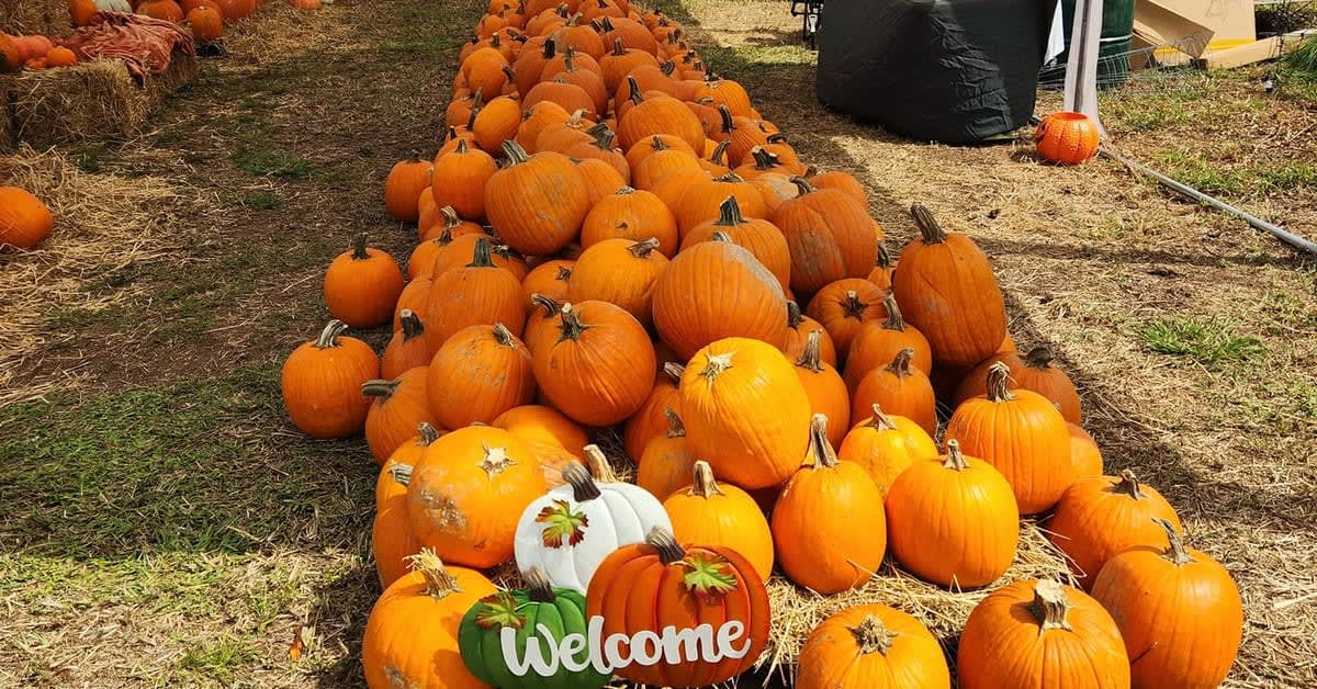 A long row of pumpkins with a Welcome sign at Prana Farms' Pumpkin Festival in Punta Gorda
