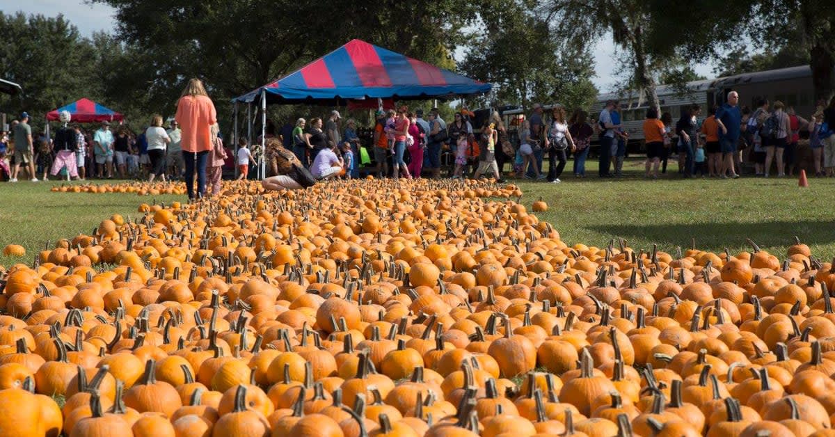 Families browsing a field of pumpkins at the Florida Railroad Museum's pumpkin patch, with the vintage train waiting in the background