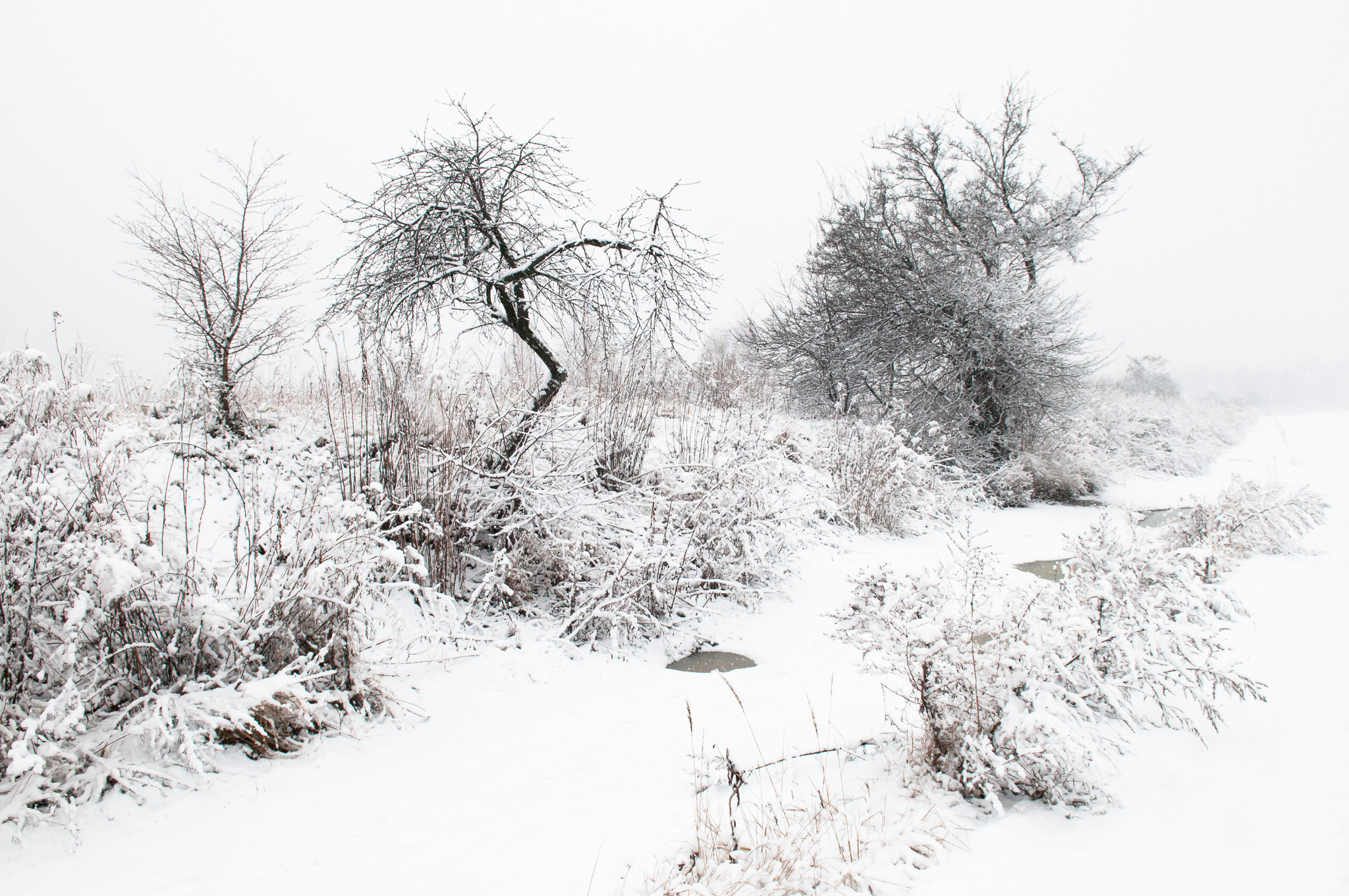 Winter