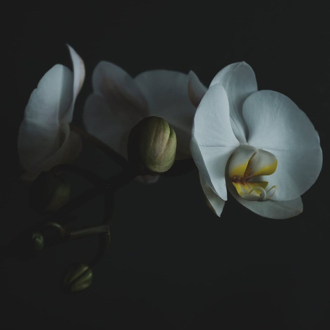 The Orchid