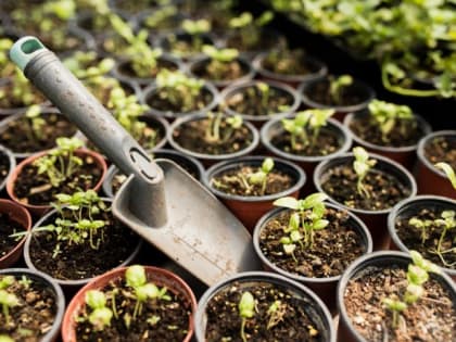 Яичная скорлупа на вес золота: умные дачники сажают рассаду только так