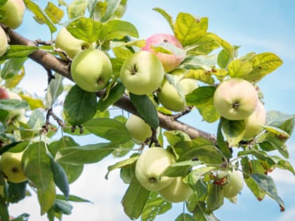 Осенняя обработка яблонь: защита от заболеваний и вредителей