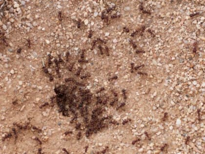 2 ложки у муравейника — и муравьи сказали «гуд бай»: Этот порошок «глушит» их моментом