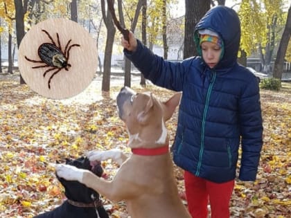 Увеличение случаев укусов клещей в Башкирии